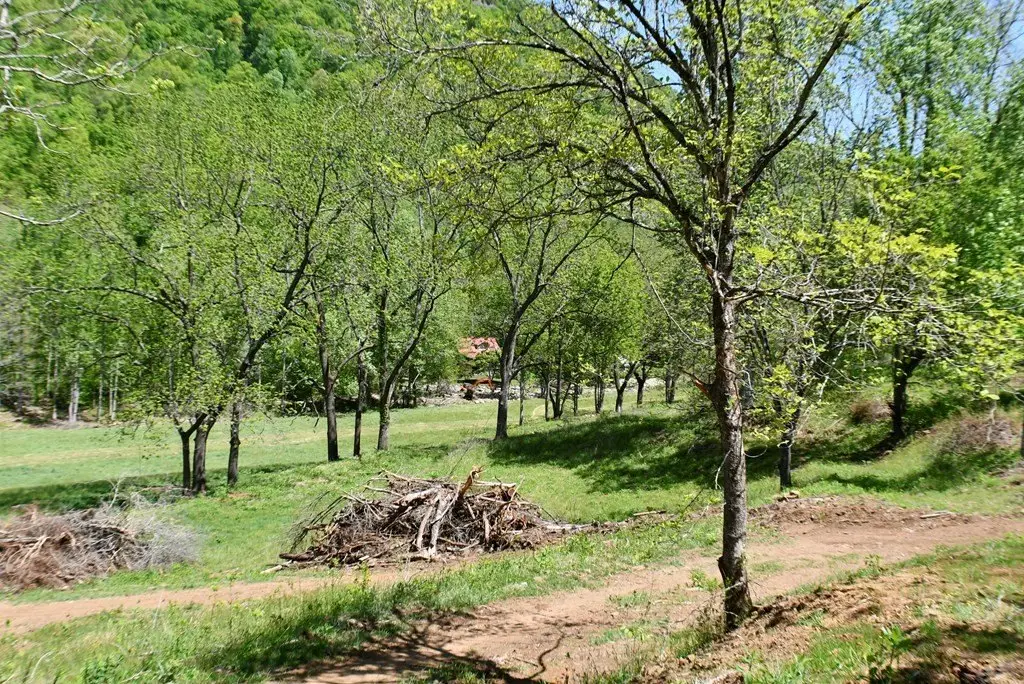 Picture 12