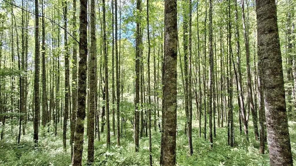 Picture 5