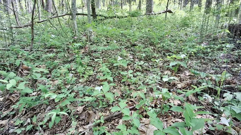 Picture 36