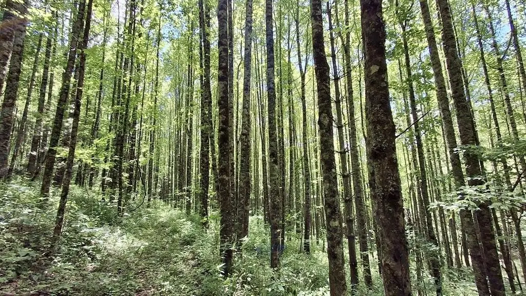 Picture 8