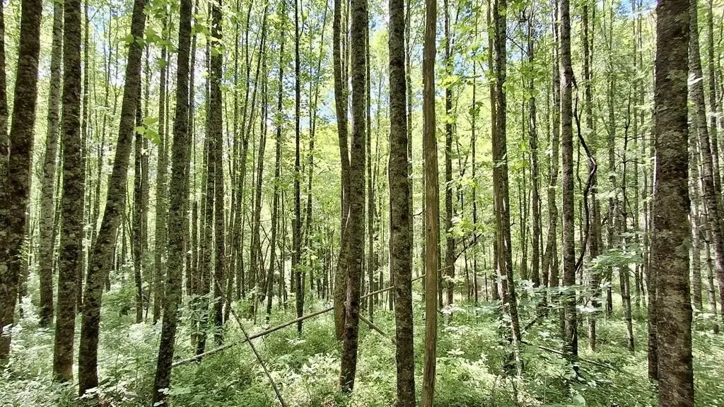 Picture 25