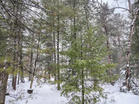 Wooded Lot Near Houghton Lake