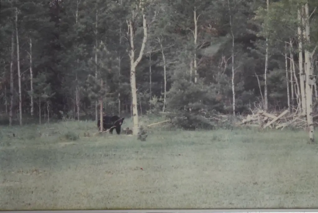 Picture 44