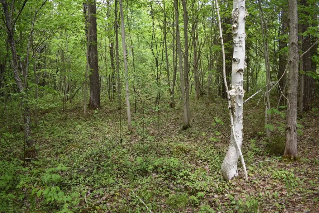 Picture 33