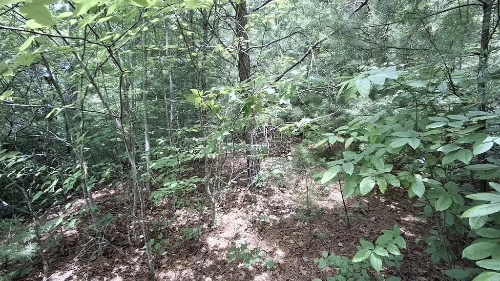 Picture 12