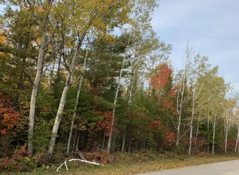 Wooded Lot Near Lake Huron