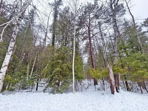 Presque Isle Wooded Lot