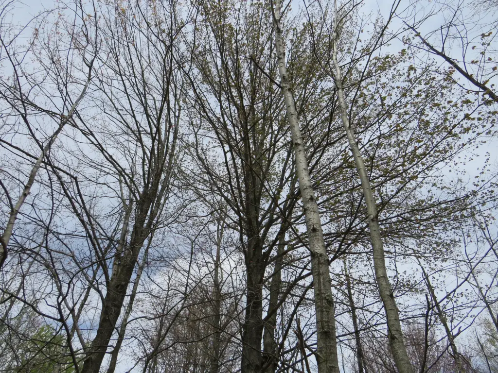 Picture 16