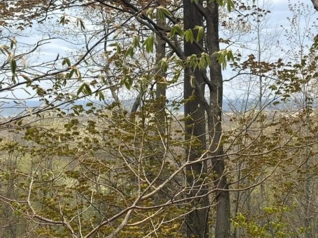 Picture 21