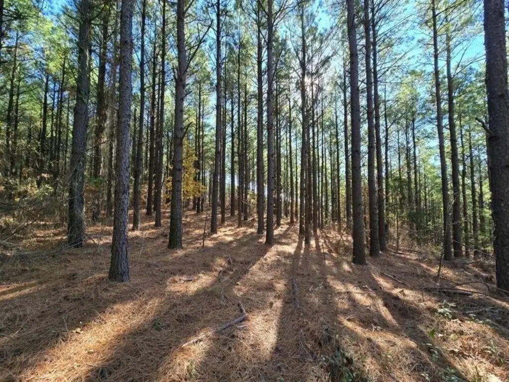 Picture 6