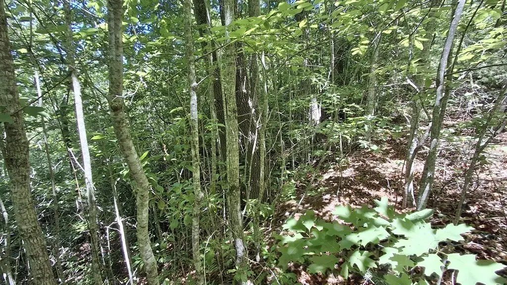 Picture 14