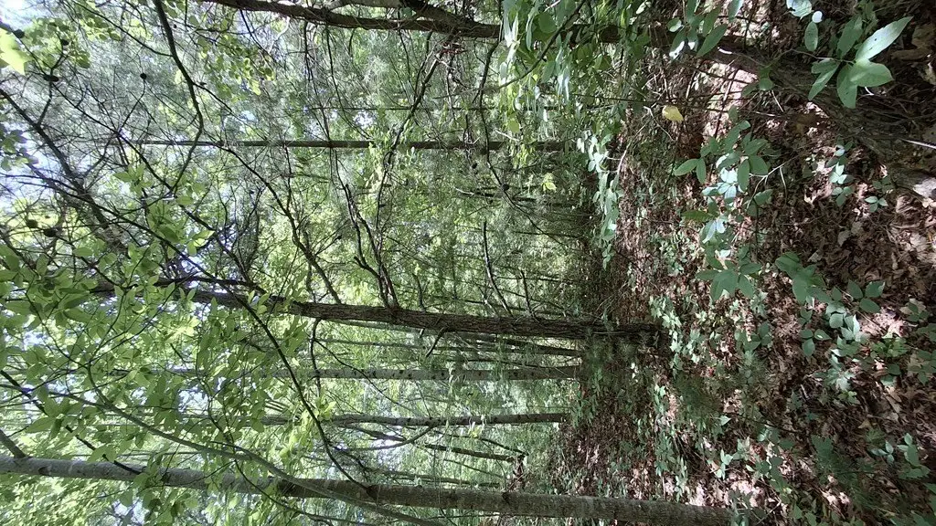 Picture 19