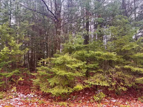 Wooded Lots in Presque Isle
