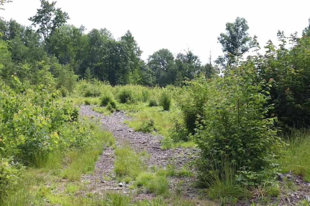 Picture 27