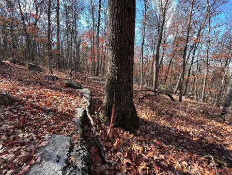 Gurley, AL Hunting Land