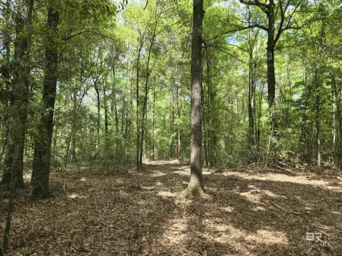 Creek Frontage Land in Flomaton