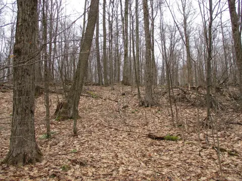 771 Acres of Vacant Land