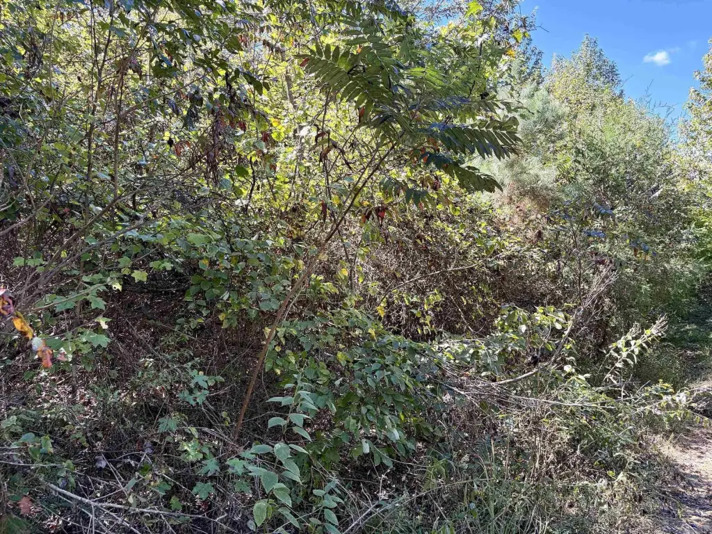 Picture 44