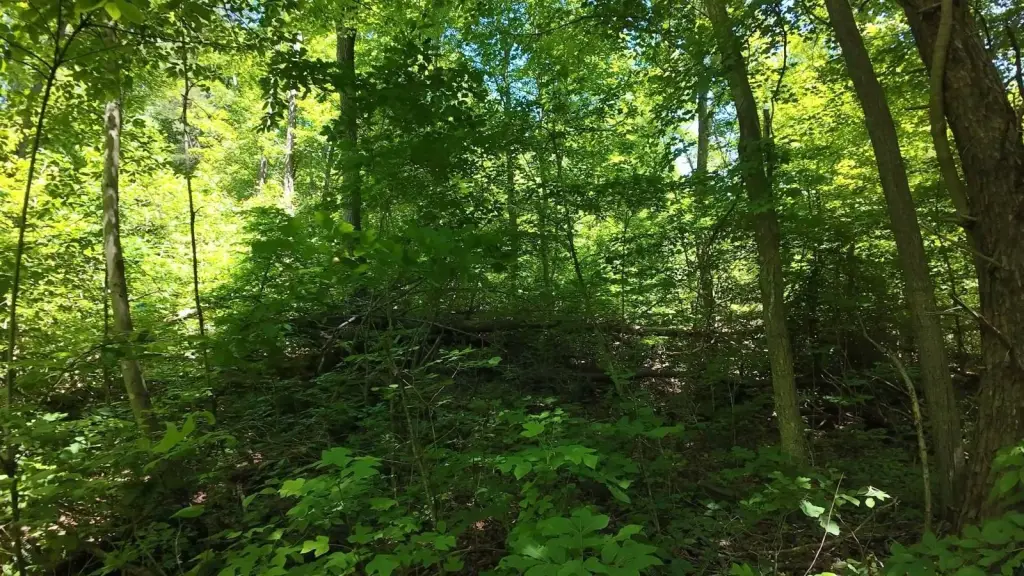 Picture 18