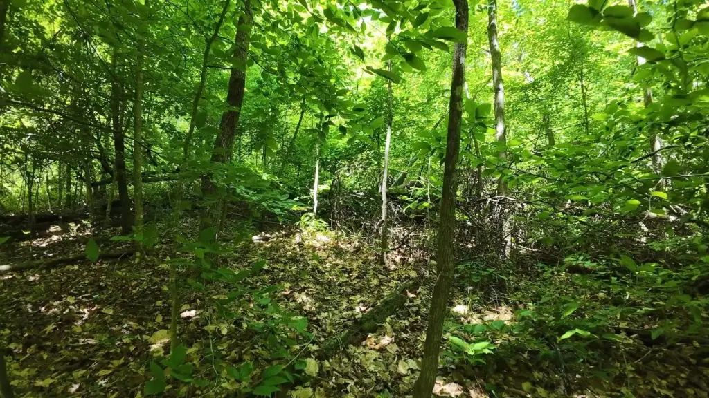 Picture 17