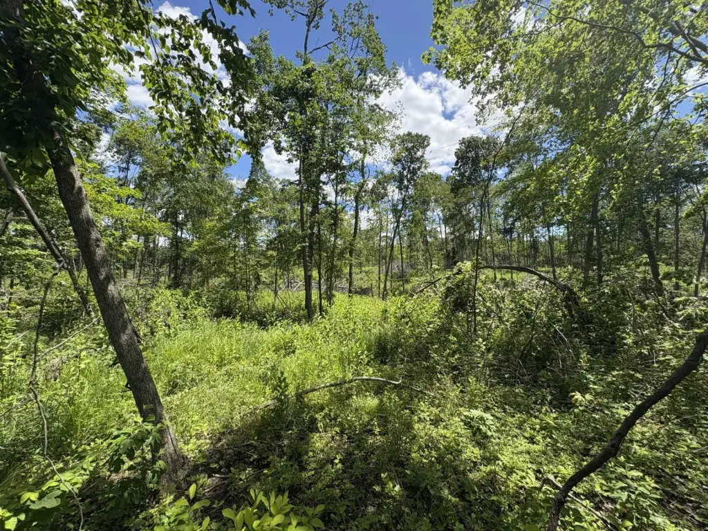 Picture 17