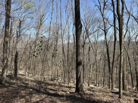 54 Acres Wooded Land Opportunity
