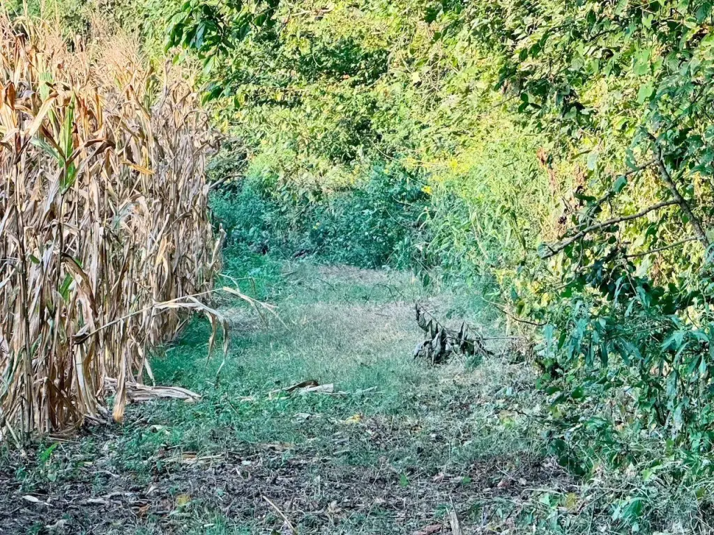 Picture 21