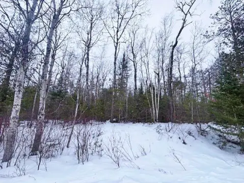 Wooded Lot in Presque Isle