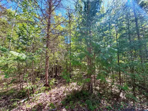 Wooded Residential Lot in Association