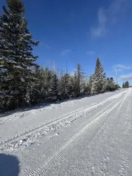 33.6 Acres Hunting Property, Onaway