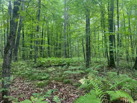 Wooded Lake-Access Land