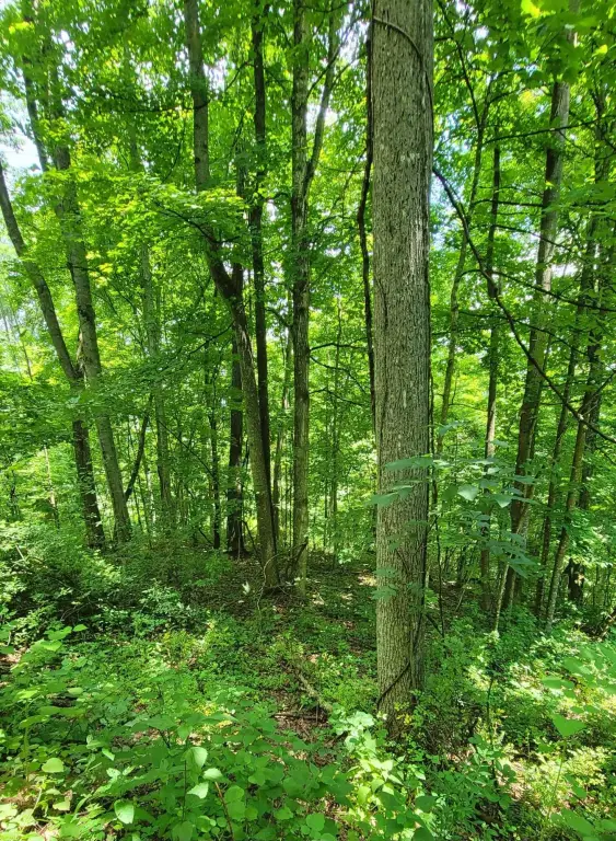 Picture 28