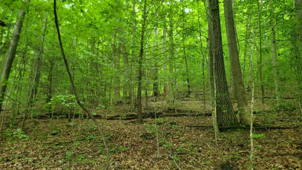 Picture 42