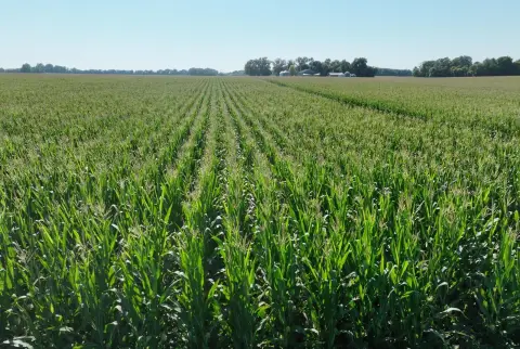 Four-Parcel Farmland Offering