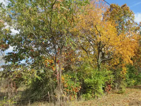 Wilmington Land with Wooded Acreage