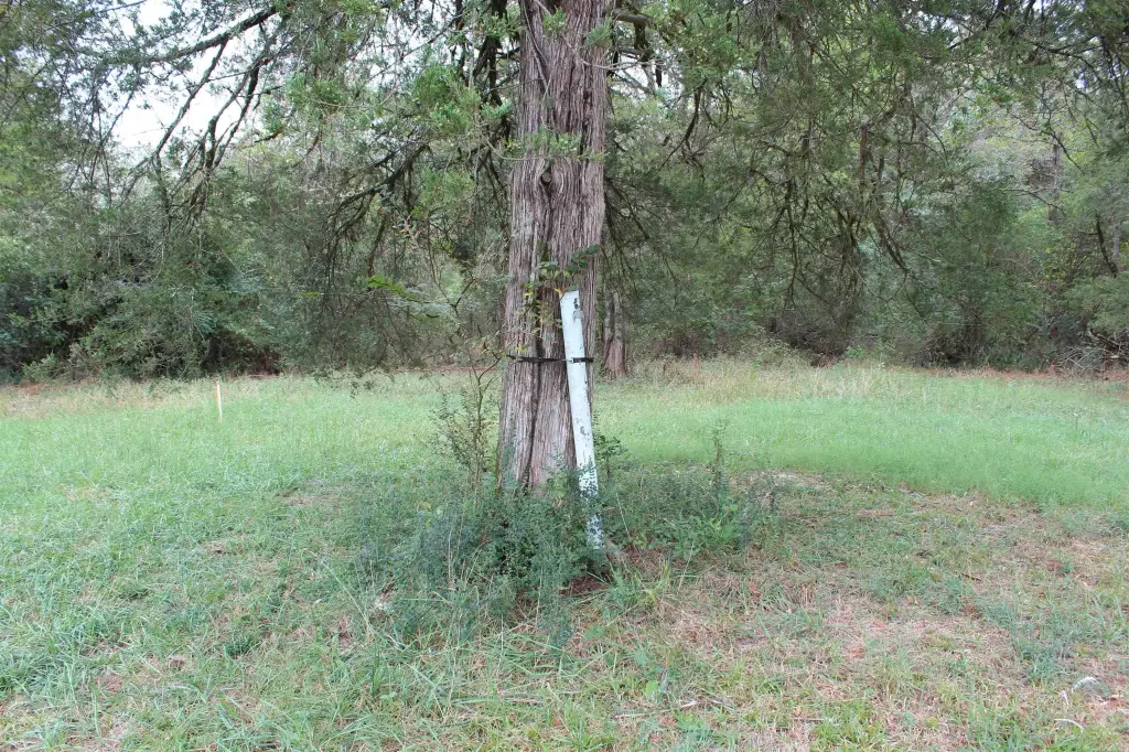 Picture 29