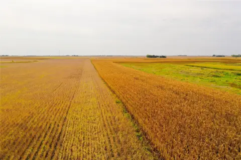 Iowa Farmland Auction - 152.8 Acres