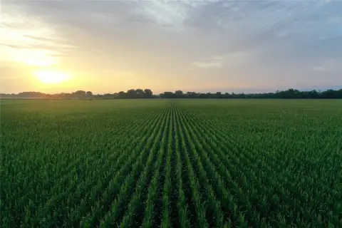 582.9 Acres of Farmland Auction