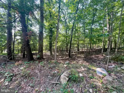 Level Wooded Land Parcel