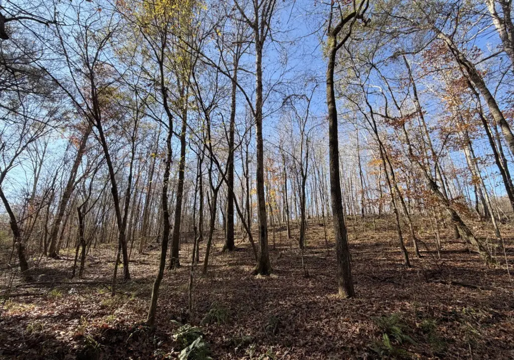 Picture 5