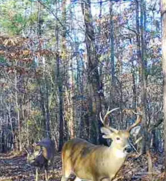 165 Acres Prime Hunting Land