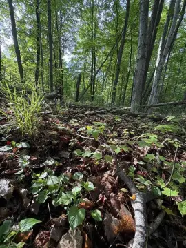Wooded Acreage in Northern Michigan