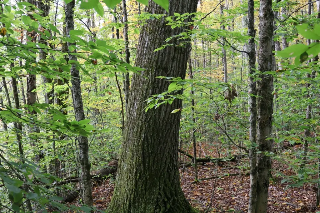 Picture 20