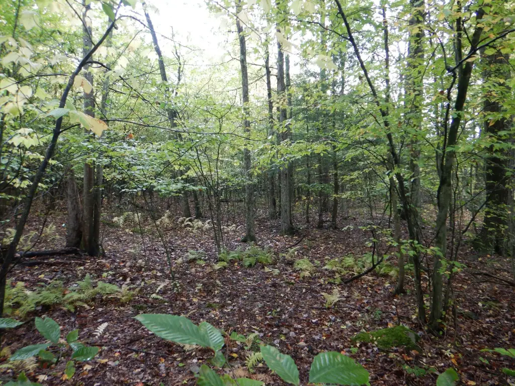 Picture 31