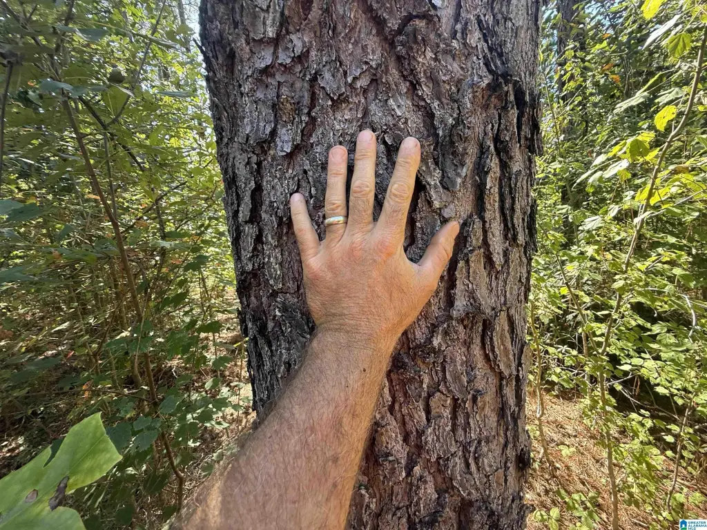 Picture 27