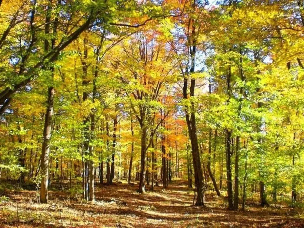 Picture 17