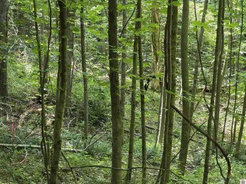 Residential Land Near Lake