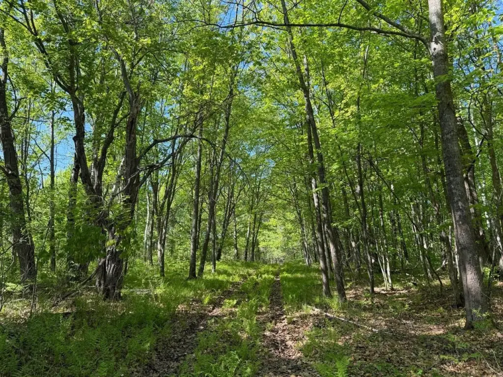 Picture 31