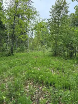 Picture of Hunting land at TBD Fitz Road, Kenduskeag, ME