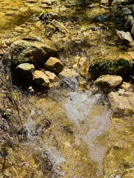 Texas Land with Hunting Potential